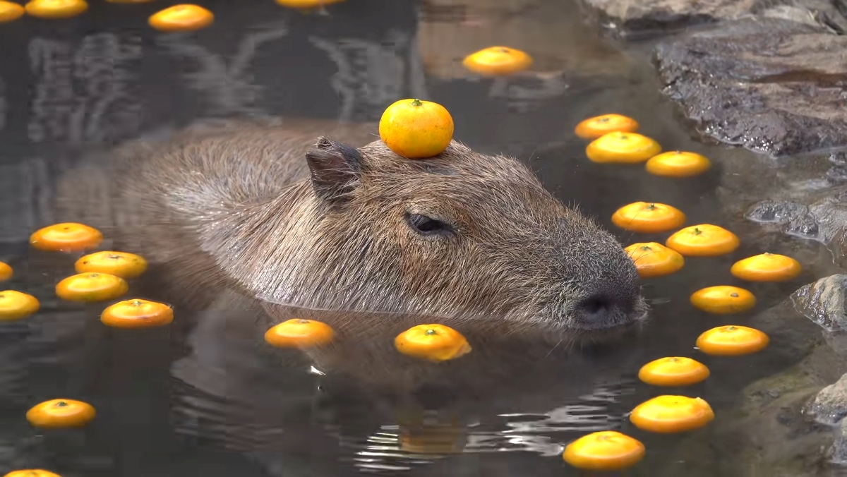 Capybara Meme