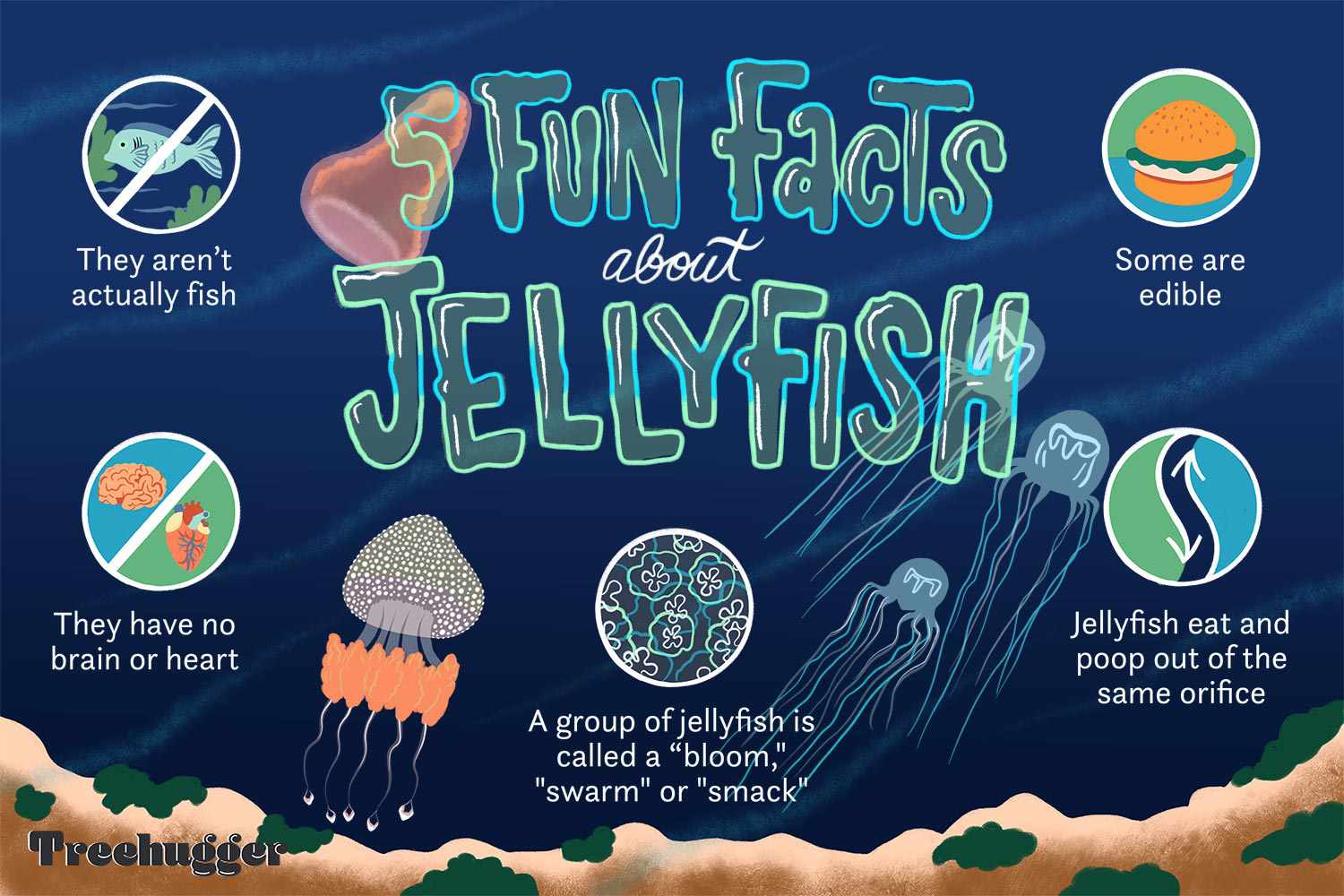Fun Facts About Jellyfish