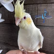 Cockatiel for Sale