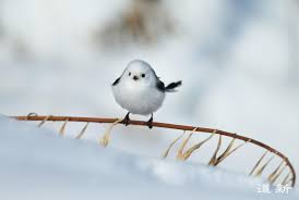 Japanese Snow Fairy Bird
