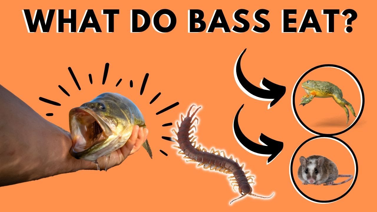 What Do Bass Eat