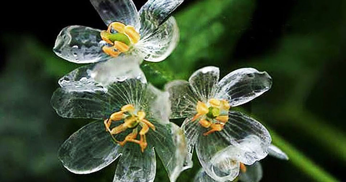 What Happens to the Skeleton Flower When It Rains